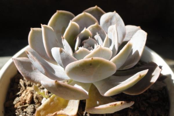 石莲花的养殖方法，生长旺季每隔20天施加一次饼肥水