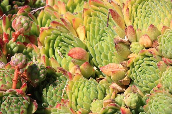 石莲花的养殖方法，生长旺季每隔20天施加一次饼肥水