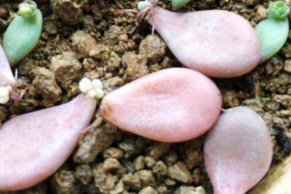 石莲花的养殖方法，生长旺季每隔20天施加一次饼肥水