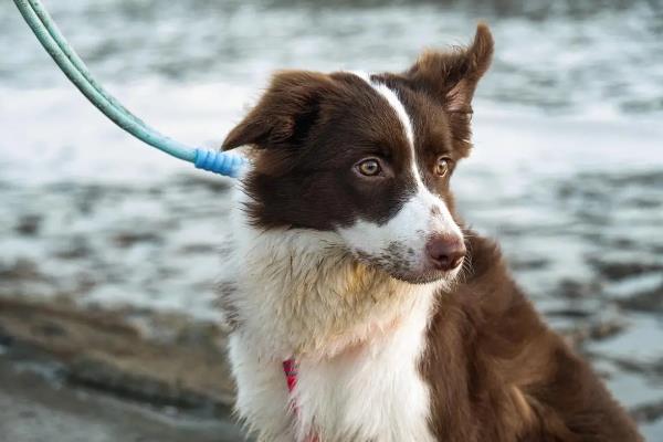 犬细小病毒有什么危害，传染性较强可感染任何品种与年龄的狗