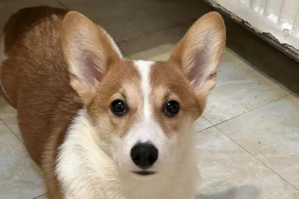 犬细小病毒有什么危害，传染性较强可感染任何品种与年龄的狗