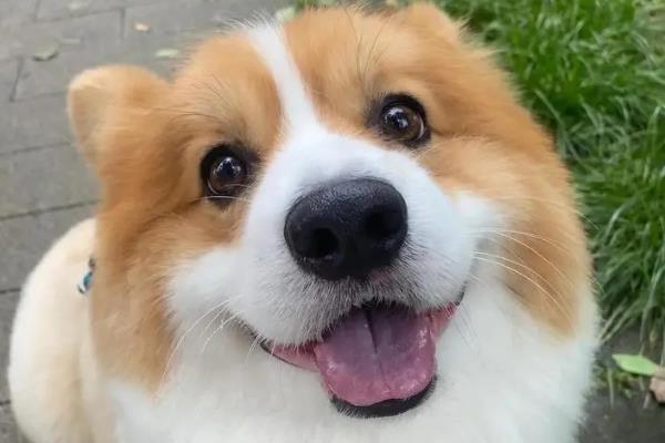 犬细小病毒有什么危害，传染性较强可感染任何品种与年龄的狗