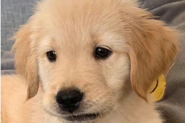 犬细小病毒有什么危害，传染性较强可感染任何品种与年龄的狗