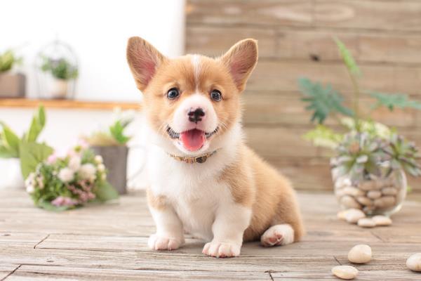 犬细小病毒有什么危害，传染性较强可感染任何品种与年龄的狗