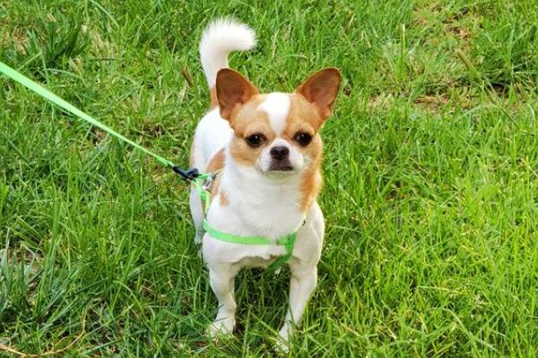 犬细小病毒有什么危害，传染性较强可感染任何品种与年龄的狗