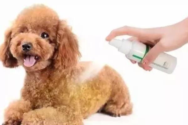 犬细小病毒有什么危害，传染性较强可感染任何品种与年龄的狗