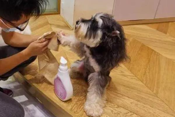 犬细小病毒有什么危害，传染性较强可感染任何品种与年龄的狗