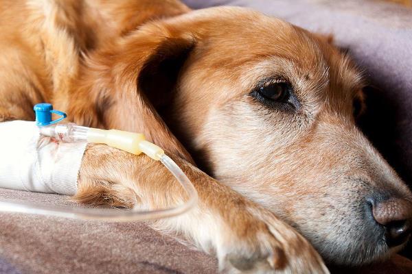 犬细小病毒有什么危害，传染性较强可感染任何品种与年龄的狗