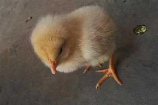 鸡的生活习性，小鸡非常怕冷