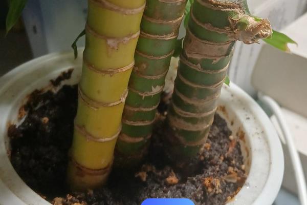 富贵竹发黄如何处理，光照过强时需要遮阴