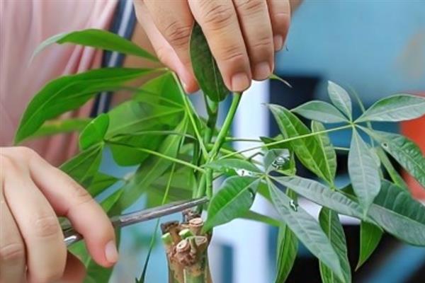 养发财树的注意事项，全日照、半日照或荫蔽处均生长良好