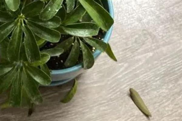 鸭掌木掉叶子的原因，可能是浇水不当或光照不适等