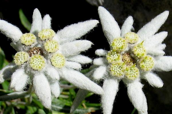 雪绒花的简介，是一种无毒的草本植物