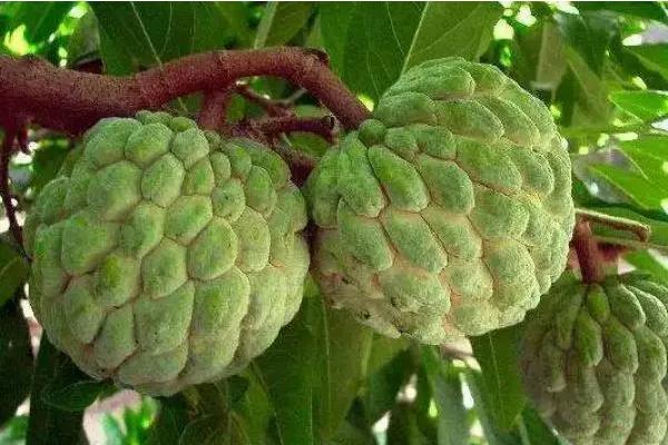 怎样给番荔枝授粉，可人工授粉也可以风力授粉