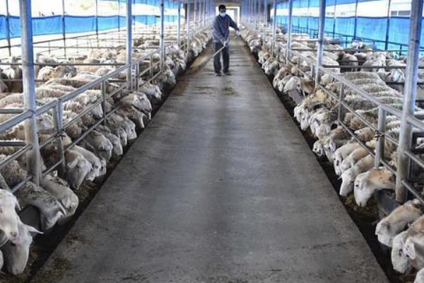 养羊棚圈冬季怎么保暖，可安装供暖设备或设立挡风膜