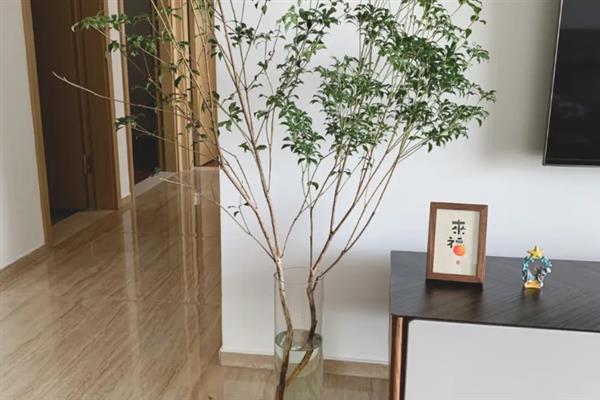马醉木能在室内养吗，如果家有小孩不建议在室内养