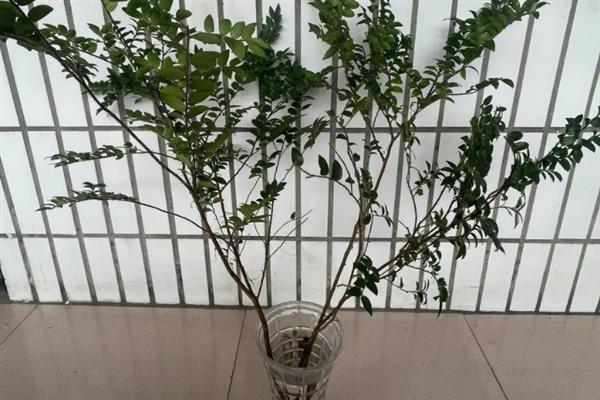 马醉木能在室内养吗，如果家有小孩不建议在室内养