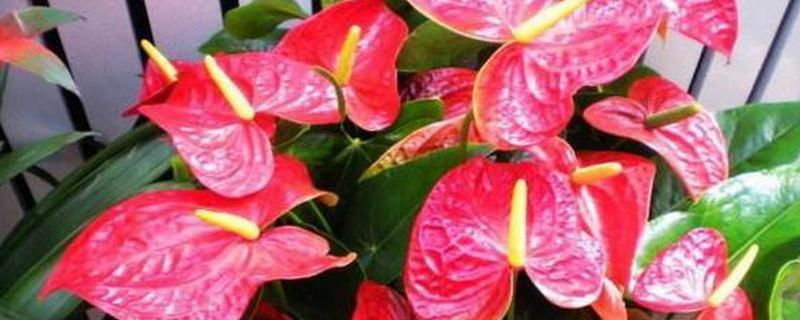 红掌花变粉了如何处理，每天至少要见光6小时以上