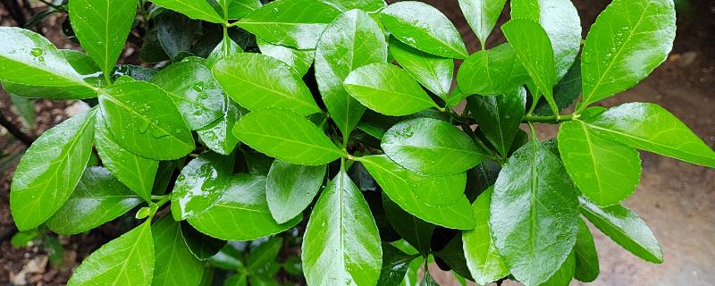 冬青树何时施肥,春秋季节、种子萌发新芽后均可追施