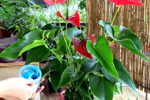 红掌花变粉了如何处理，每天至少要见光6小时以上