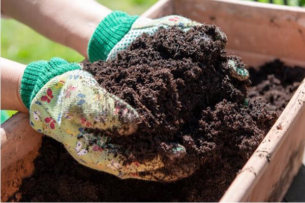 冬青树何时施肥,春秋季节、种子萌发新芽后均可追施