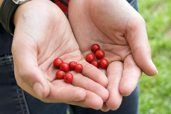冬青树何时施肥,春秋季节、种子萌发新芽后均可追施