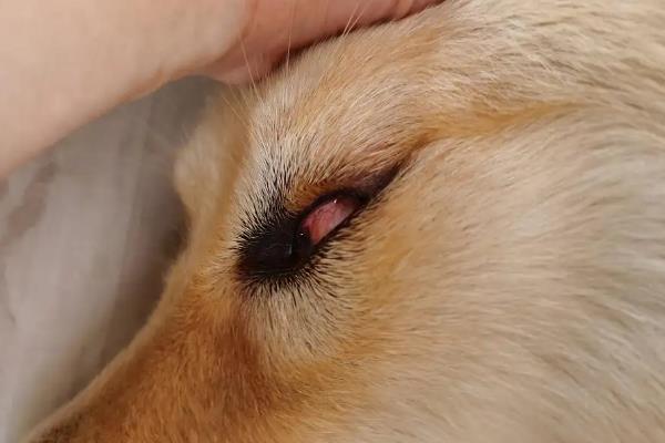 狗狗为什么会长泪痕，可能是饮食不当或眼部感染所致