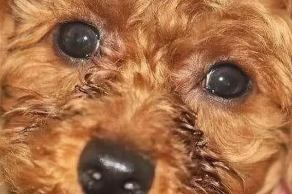狗狗为什么会长泪痕，可能是饮食不当或眼部感染所致
