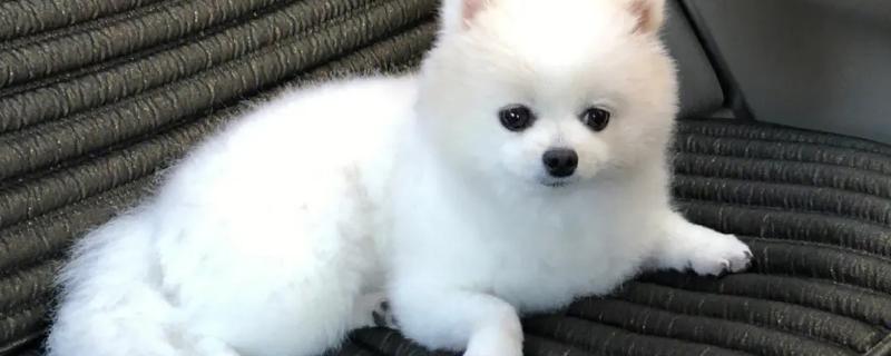 狗狗为什么会长泪痕，可能是饮食不当或眼部感染所致