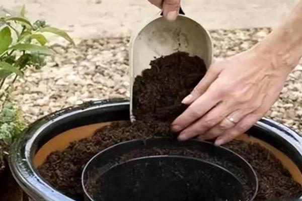 对蓝莓施肥的方法，将滴灌作为主要追肥方式