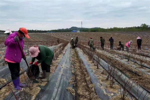 对蓝莓施肥的方法，将滴灌作为主要追肥方式