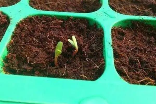 对蓝莓施肥的方法，将滴灌作为主要追肥方式