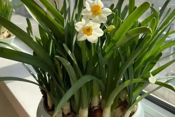 水仙花倒了如何处理，室温过高时要养在凉爽处