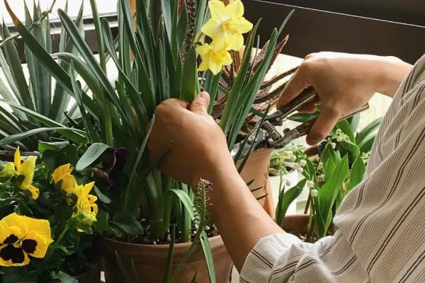 水仙花倒了如何处理，室温过高时要养在凉爽处