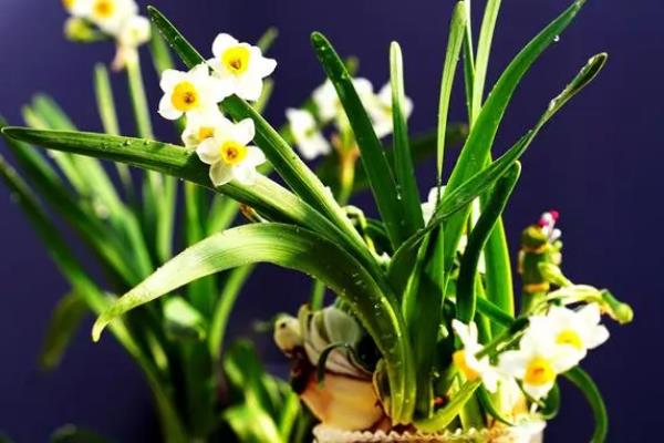 水仙花倒了如何处理，室温过高时要养在凉爽处