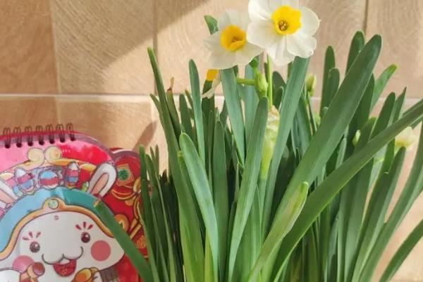 水仙花倒了如何处理，室温过高时要养在凉爽处