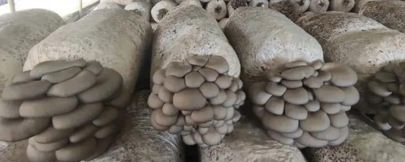 平菇生长缓慢的原因是什么，可能是菌种和季节的不适应性