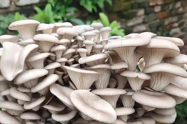 平菇生长缓慢的原因是什么，可能是菌种和季节的不适应性