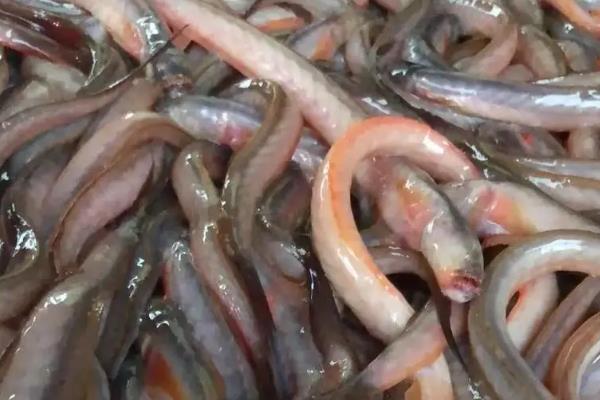 红狼牙鰕虎鱼的食用方法，可鲜食或制成鱼干再烹饪