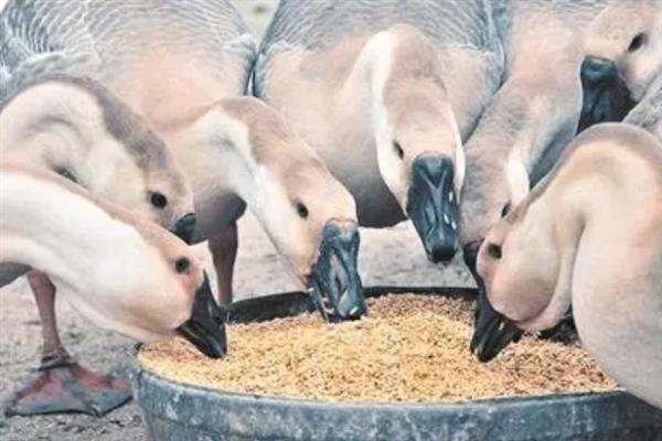鹅喜欢吃的食物，以白菜、野草、牧草等植物性饲料为主