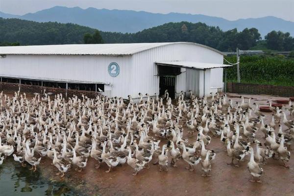 鹅喜欢吃的食物，以白菜、野草、牧草等植物性饲料为主