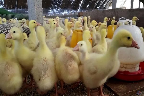 鹅喜欢吃的食物，以白菜、野草、牧草等植物性饲料为主