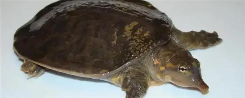 怎么判断山瑞鳖品种的好坏，可通过外形来分辨