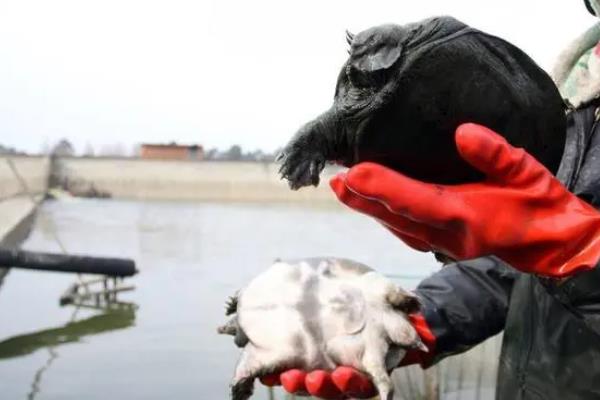 怎么判断山瑞鳖品种的好坏,可通过外形来分辨