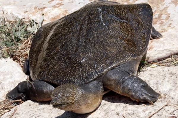 怎么判断山瑞鳖品种的好坏,可通过外形来分辨