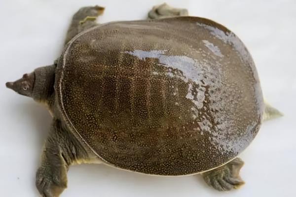 怎么判断山瑞鳖品种的好坏,可通过外形来分辨