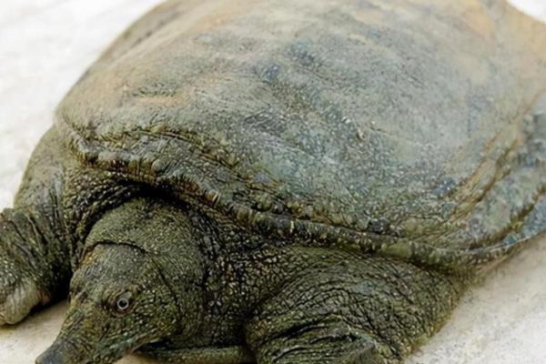 怎么判断山瑞鳖品种的好坏,可通过外形来分辨