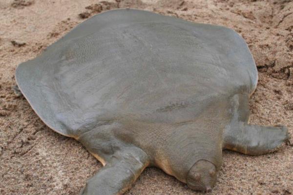 怎么判断山瑞鳖品种的好坏,可通过外形来分辨