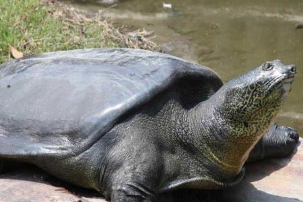 怎么判断山瑞鳖品种的好坏,可通过外形来分辨