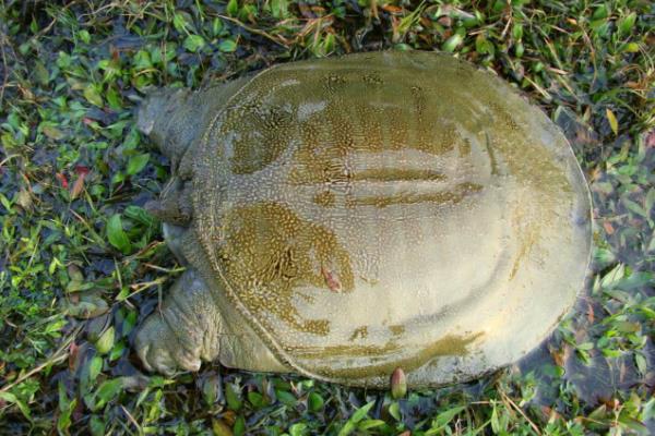 怎么判断山瑞鳖品种的好坏,可通过外形来分辨
